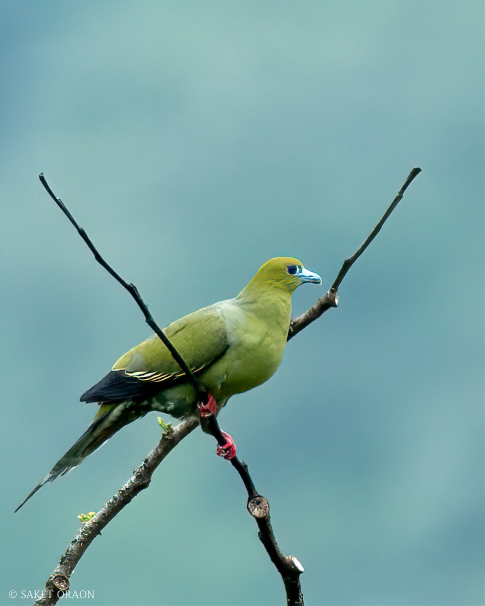 Pin-tailed Green-Pigeon - Saket Oraon