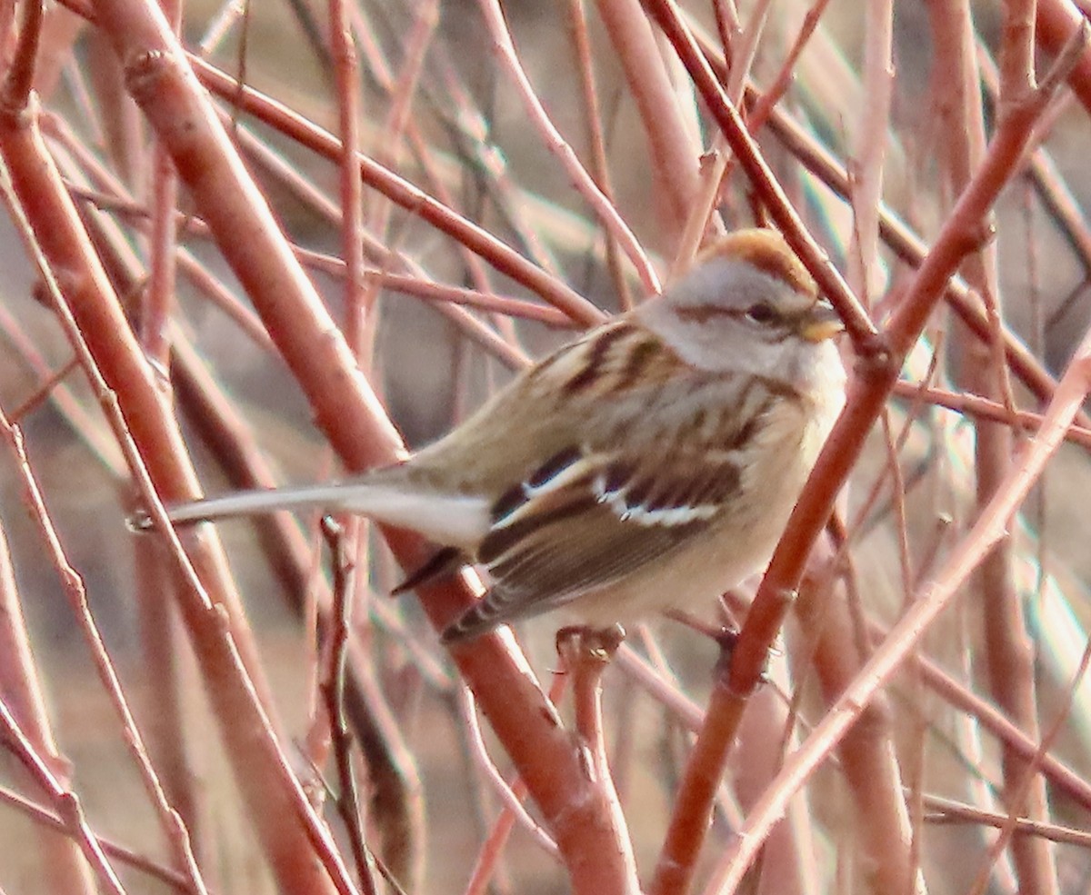 American Tree Sparrow - ML518941991