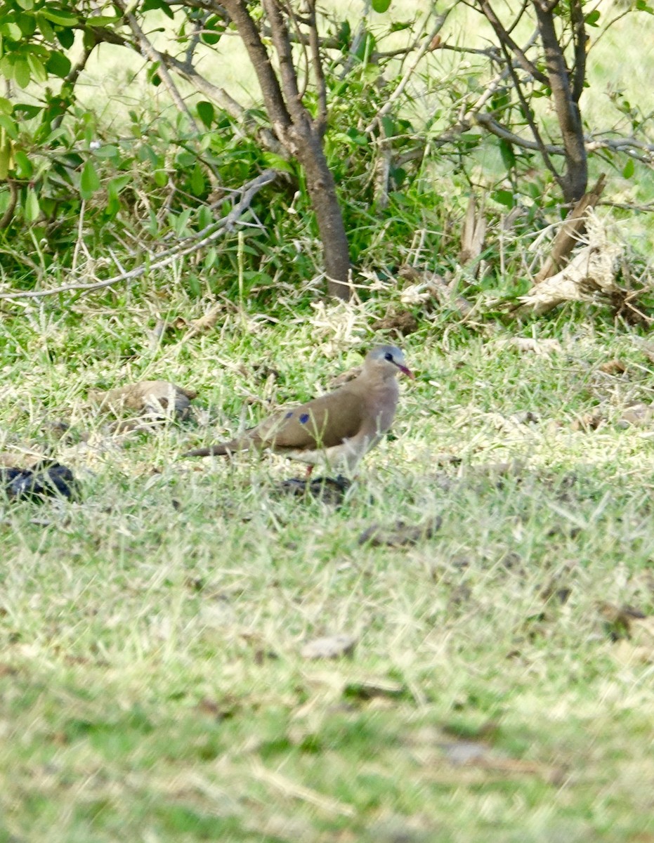 Blue-spotted Wood-Dove - ML518943311