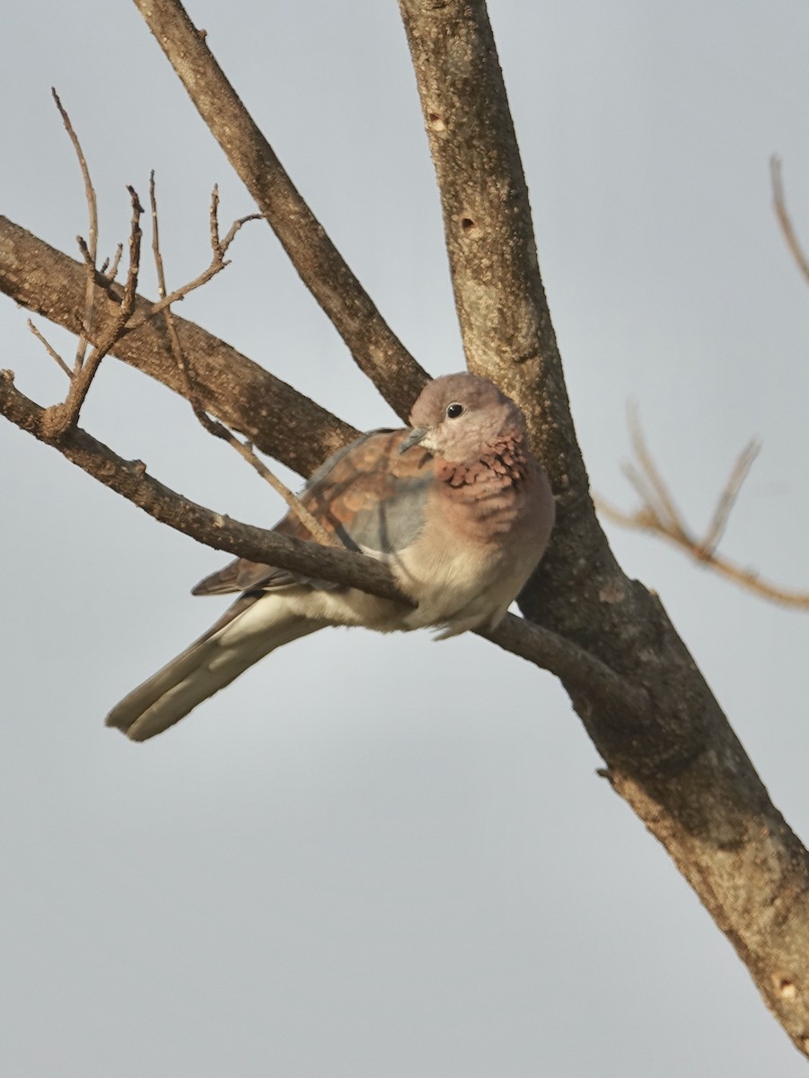 Laughing Dove - ML518946771