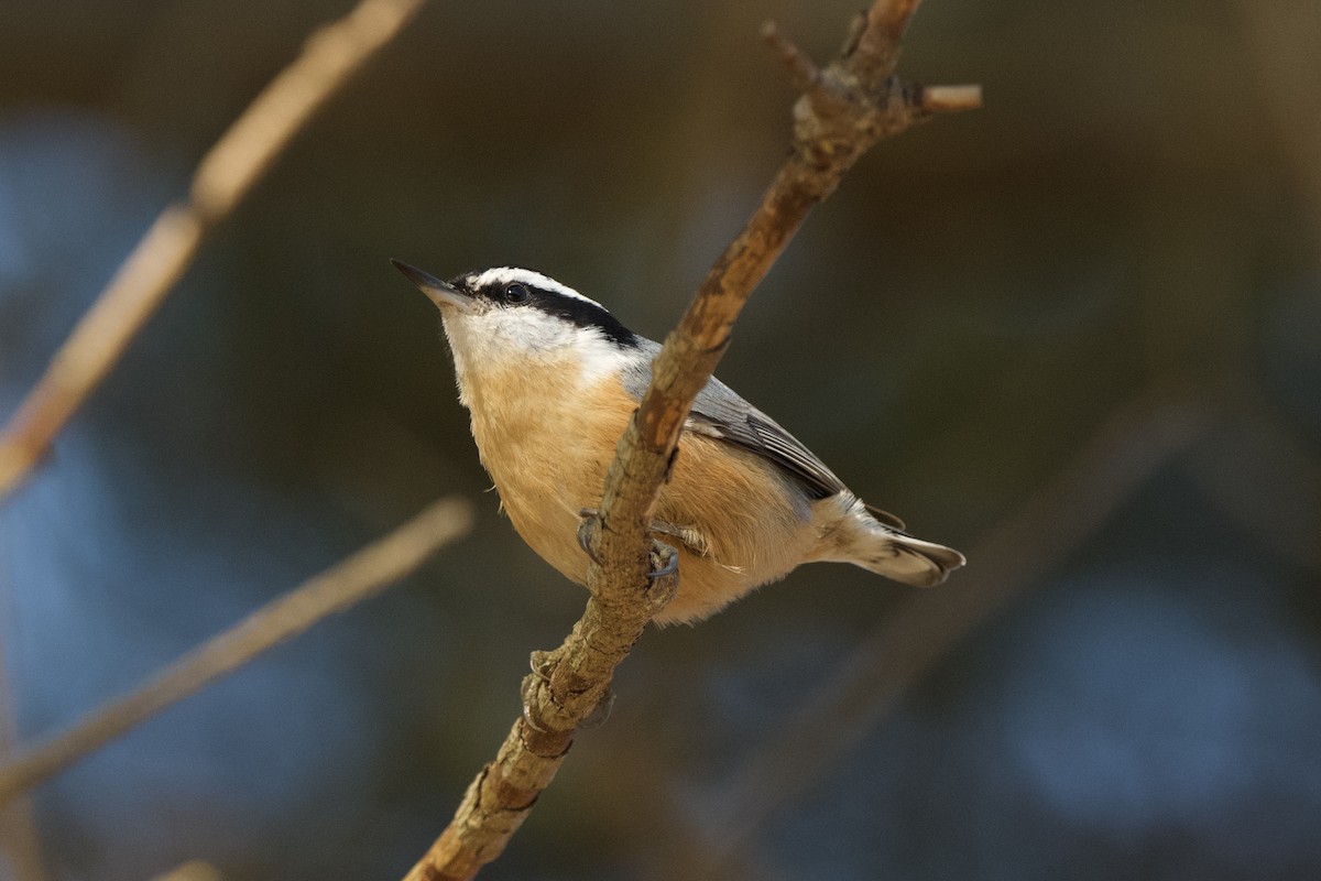Red-breasted Nuthatch - ML518947121