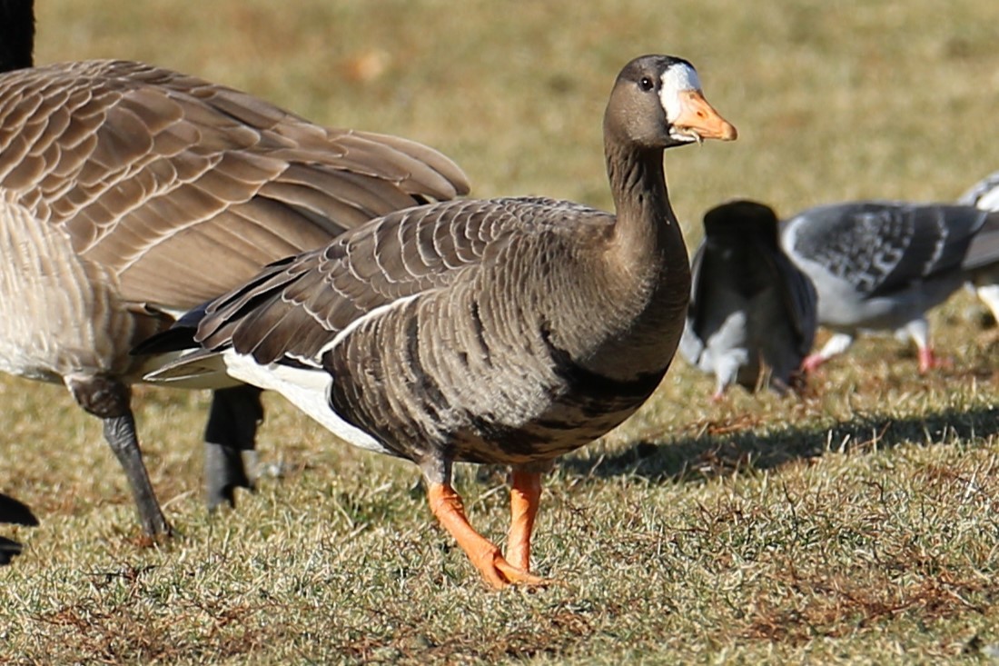 Greater White-fronted Goose - ML518947801