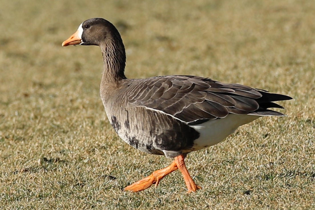 Greater White-fronted Goose - ML518947831