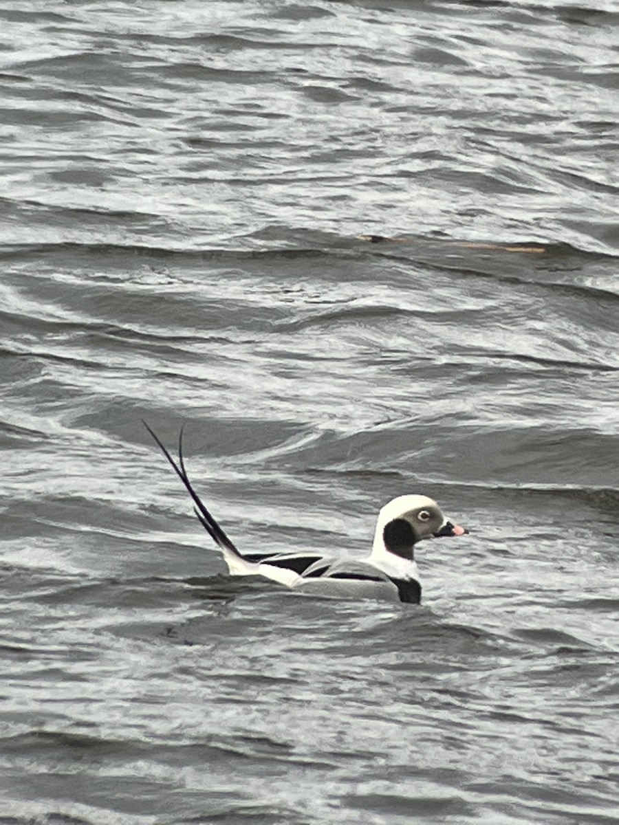 Long-tailed Duck - ML518950701