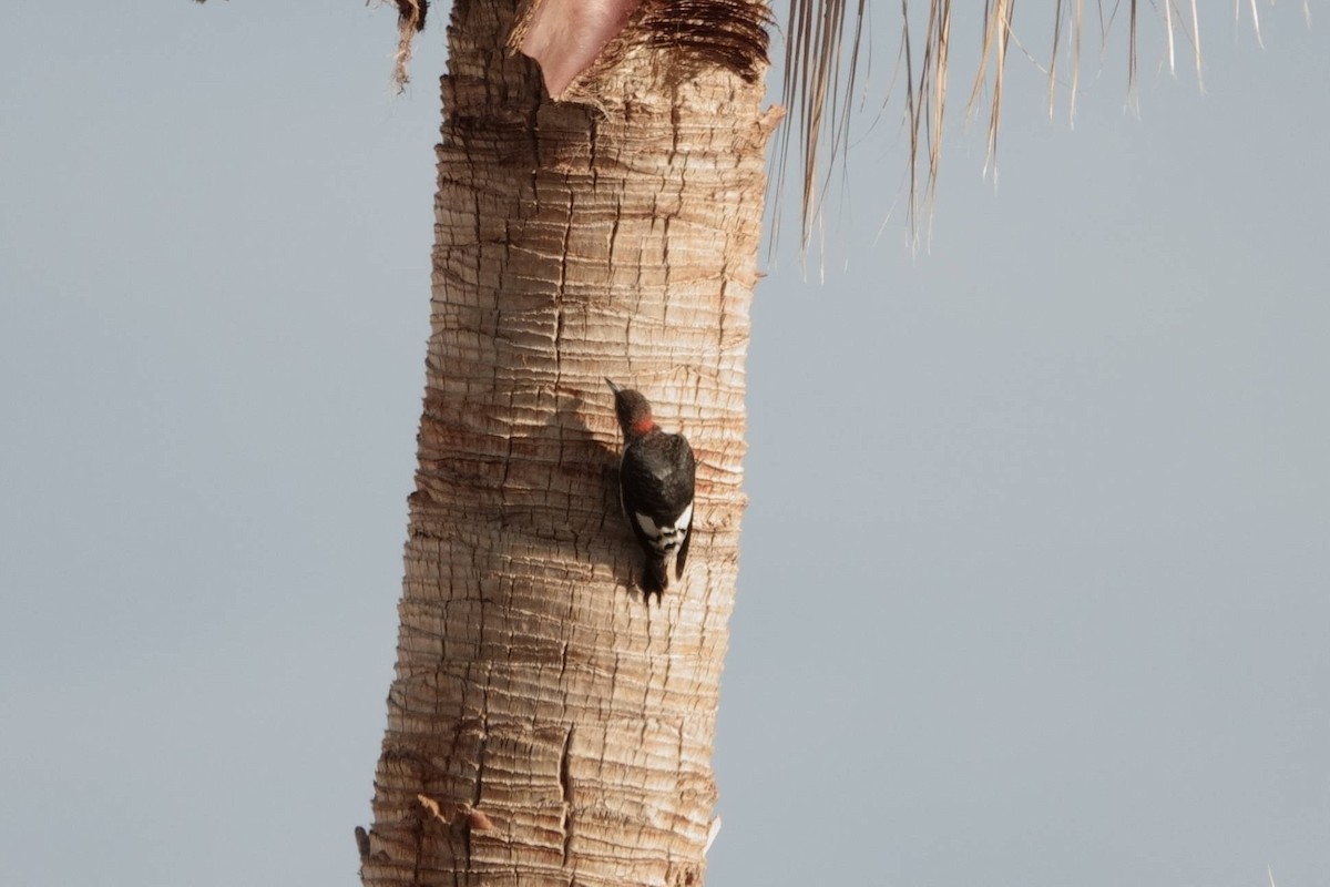 Red-headed Woodpecker - ML518951041