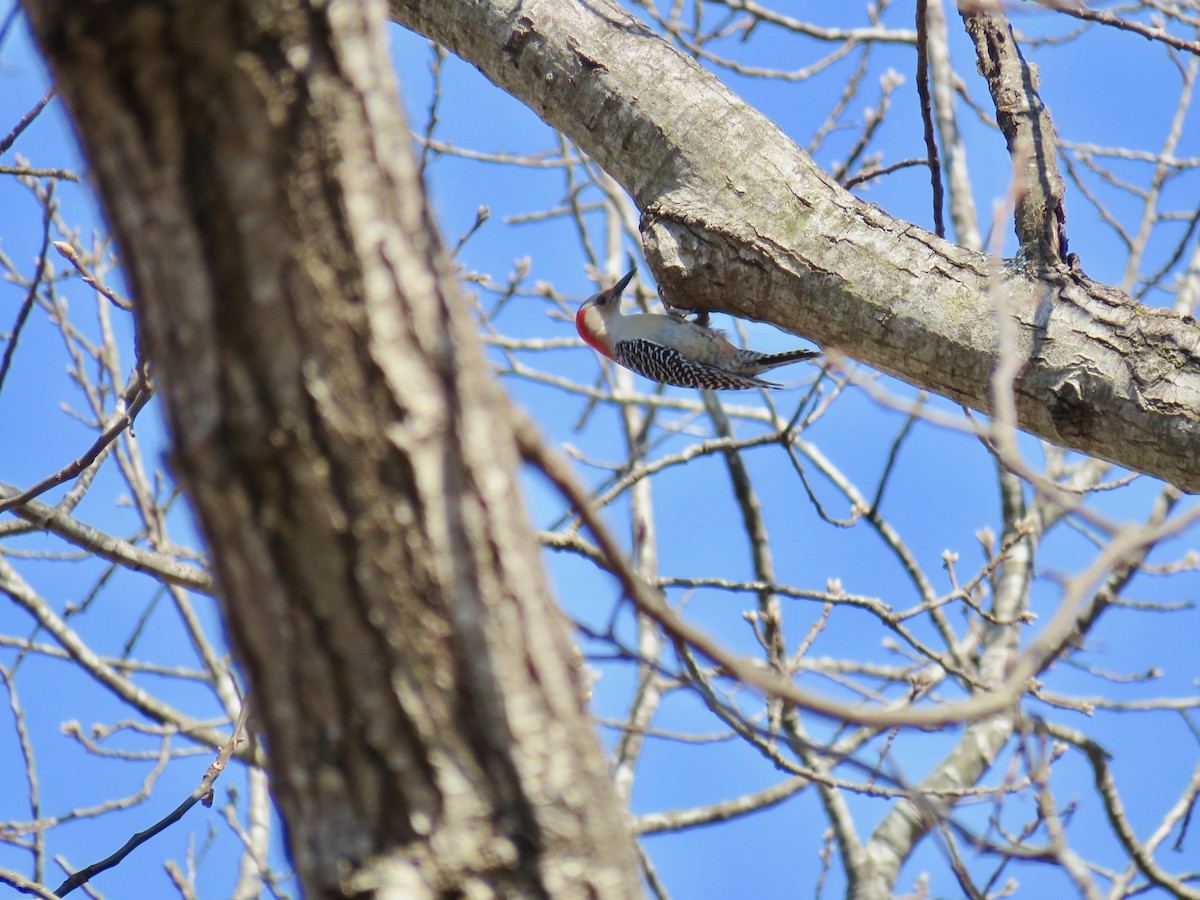 Red-bellied Woodpecker - ML51895491