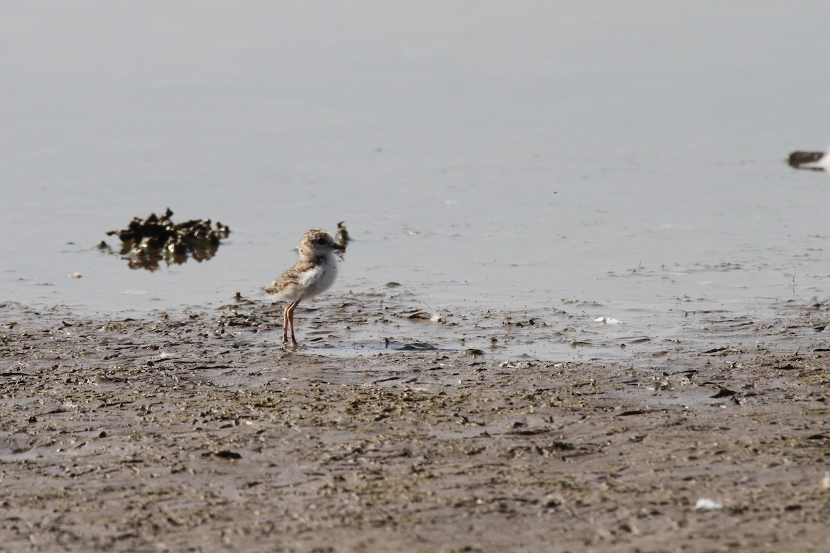 Collared Plover - ML518957381
