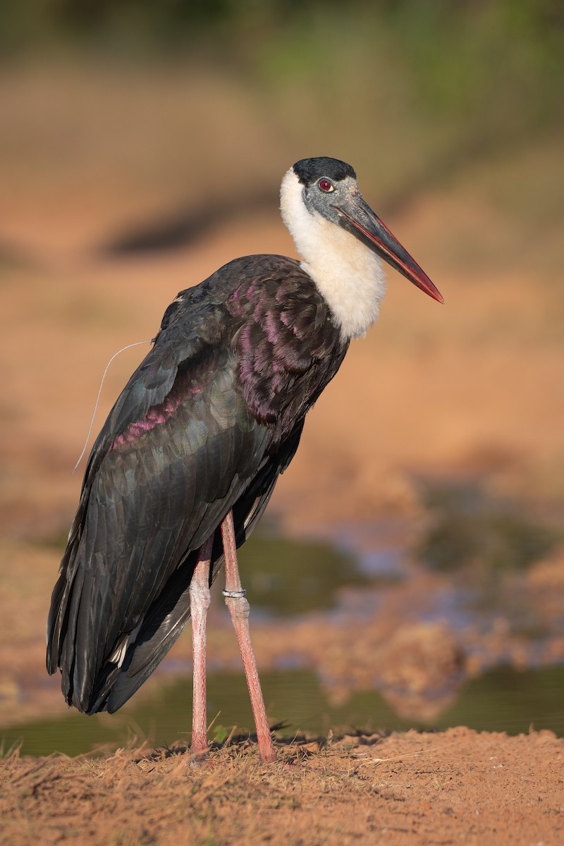 Asian Woolly-necked Stork - ML518957441