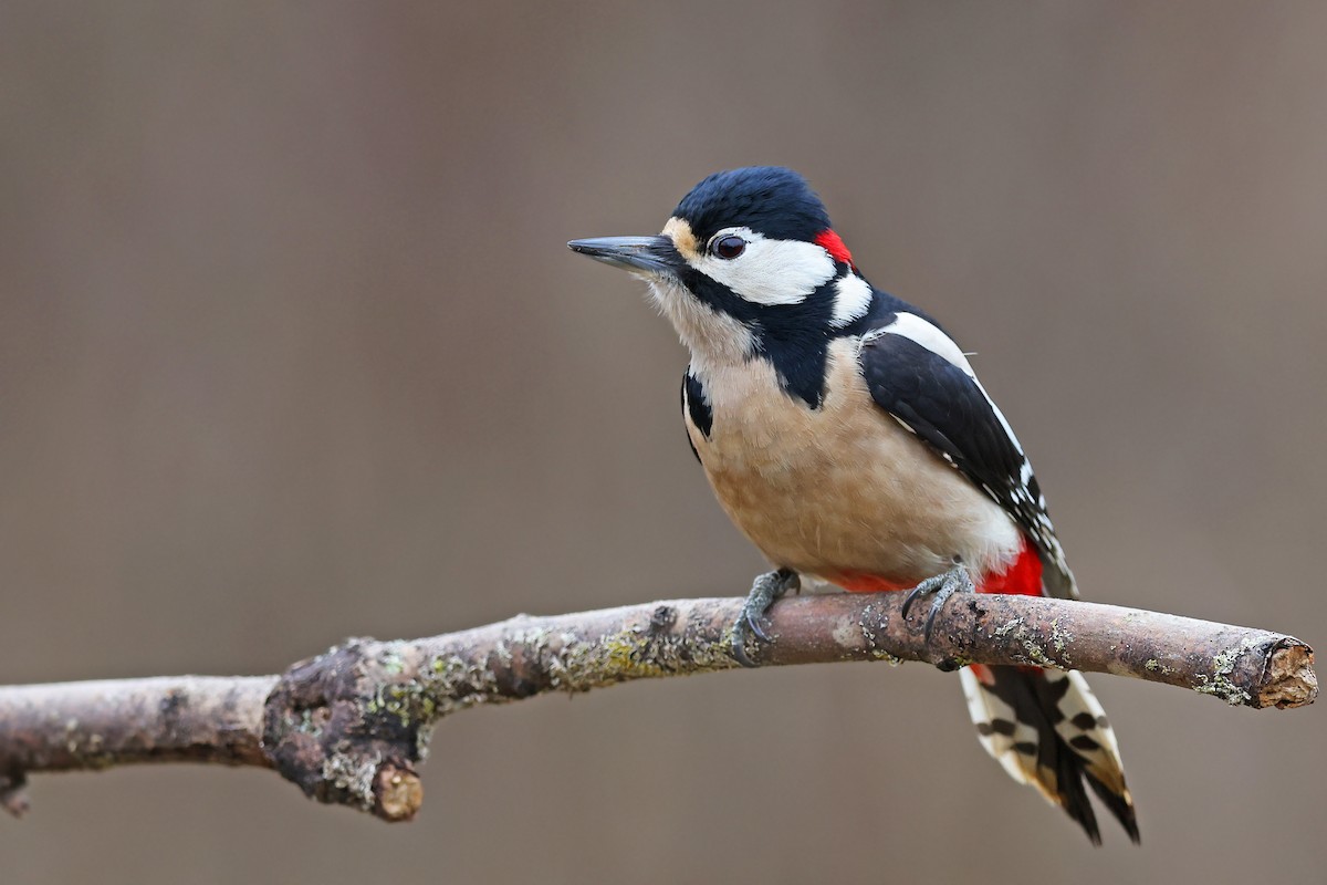 Great Spotted Woodpecker - ML518963611