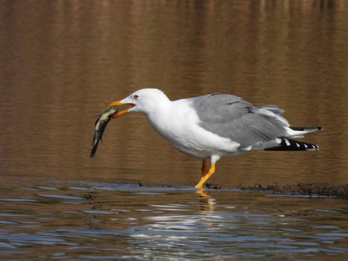 Yellow-legged Gull - ML518971301