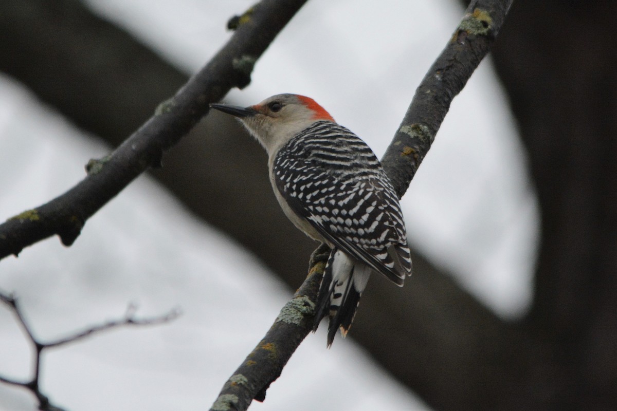 Red-bellied Woodpecker - ML518975501