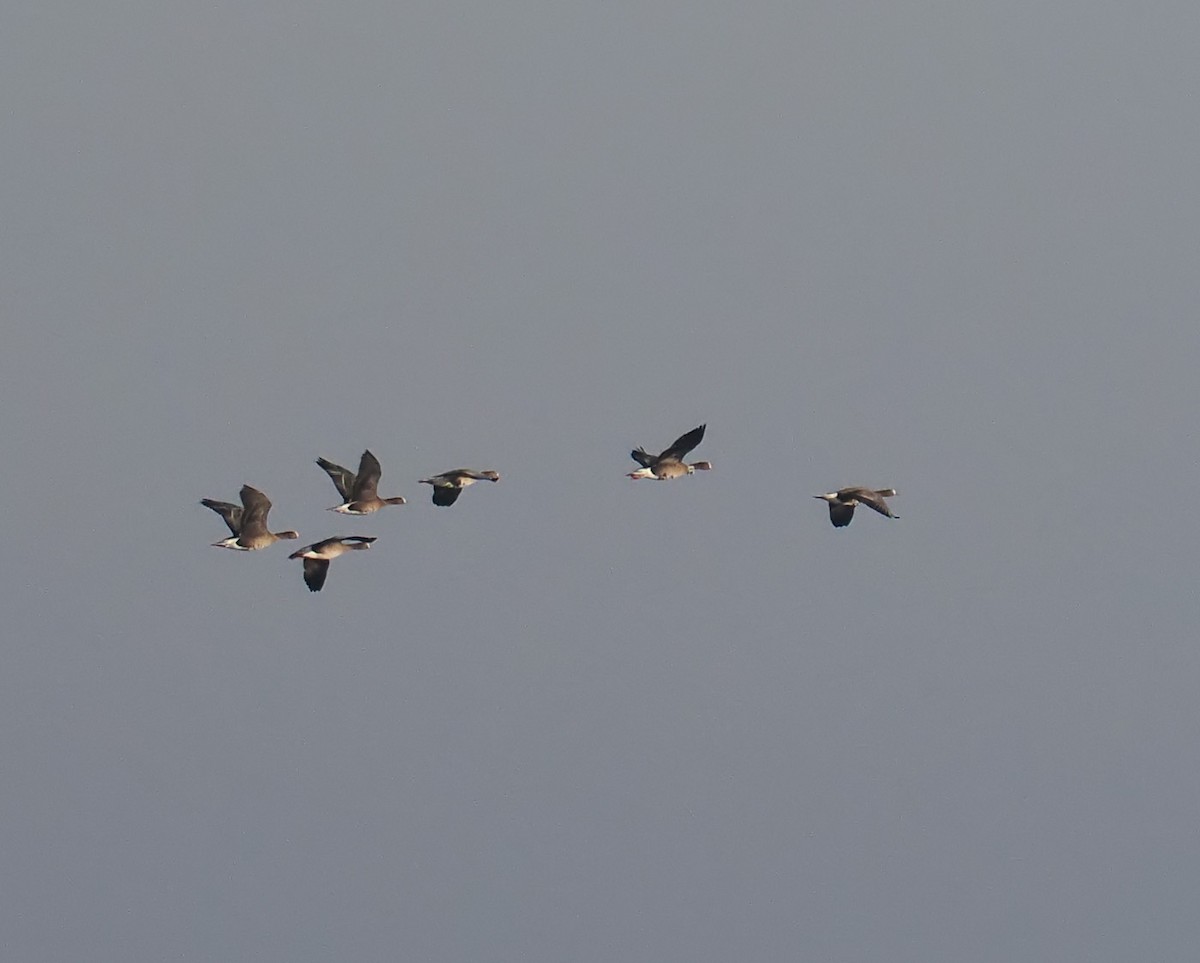 Lesser White-fronted Goose - ML518977571