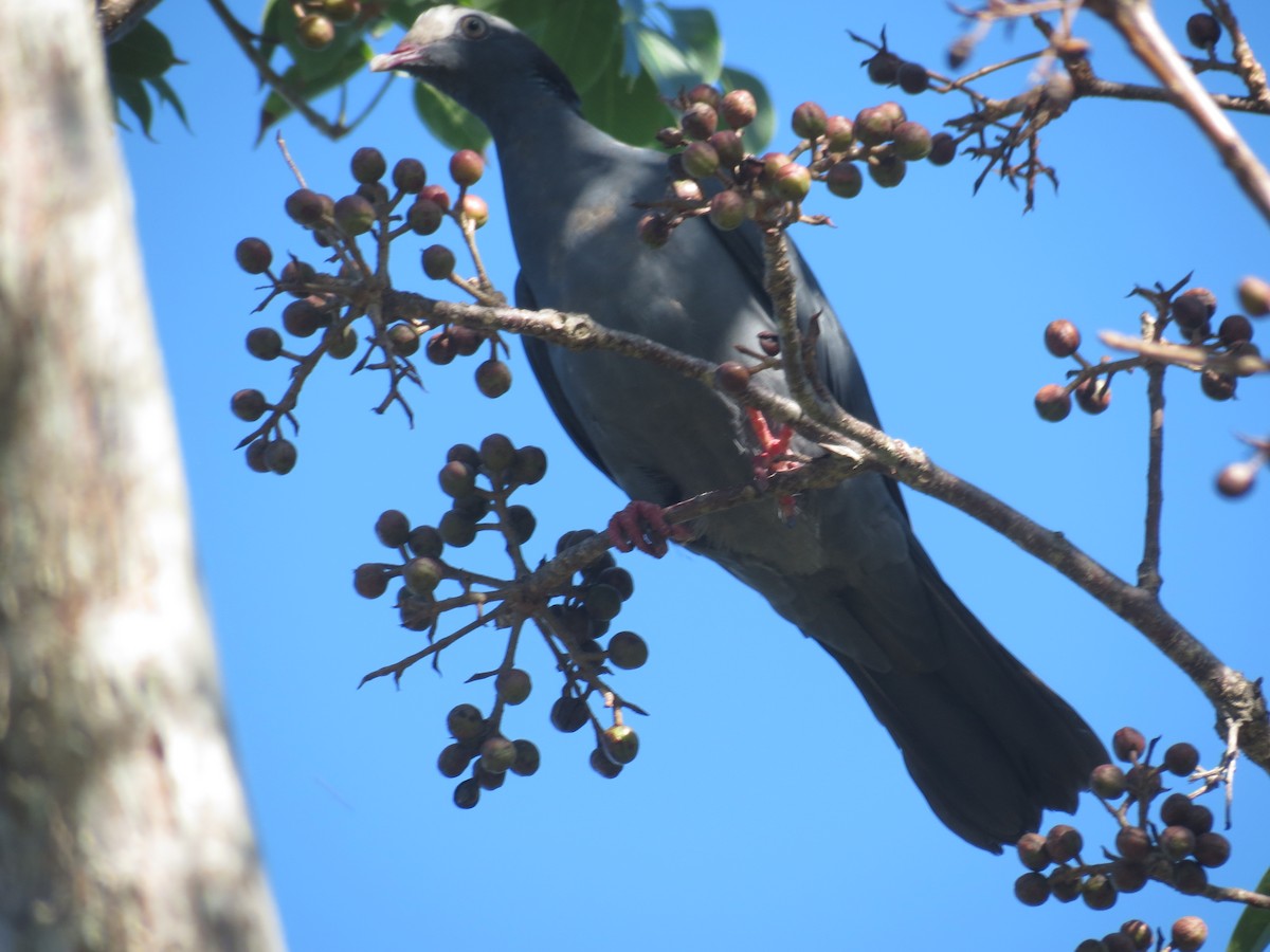 White-crowned Pigeon - ML518984891
