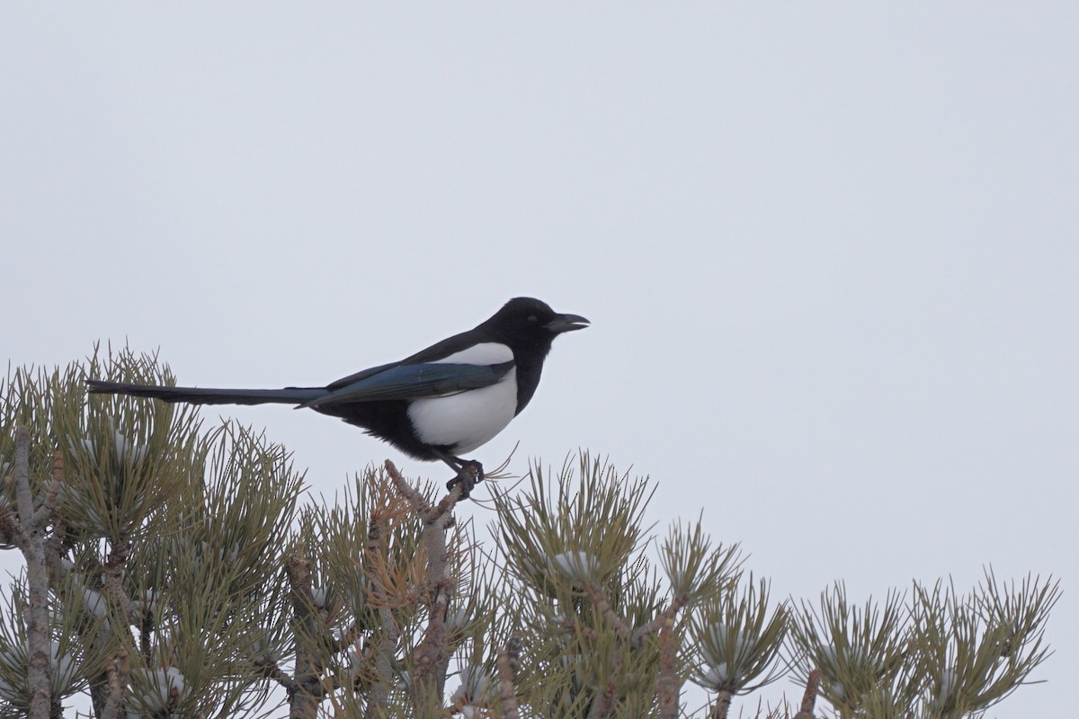 Black-billed Magpie - Jacob Tims