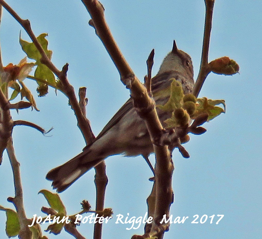 Yellow-rumped Warbler (Myrtle) - JoAnn Potter Riggle 🦤