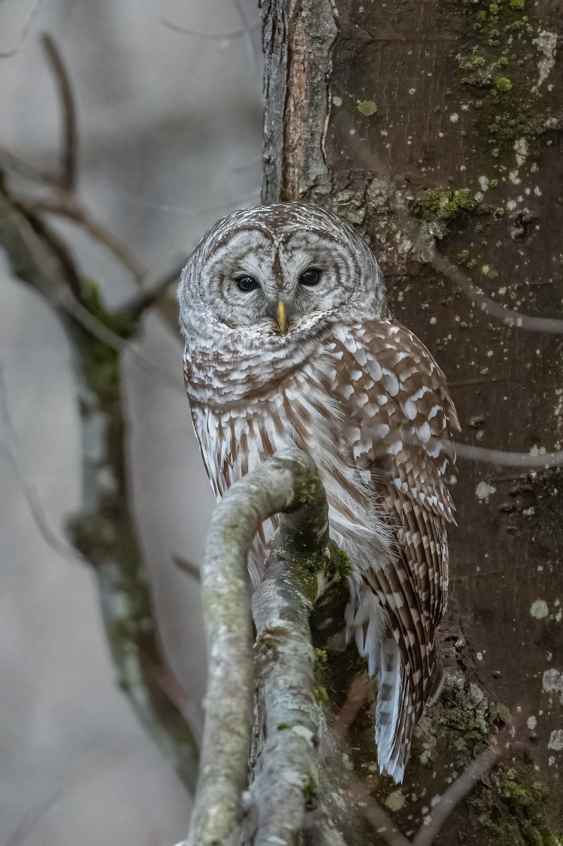 Barred Owl - ML518998701