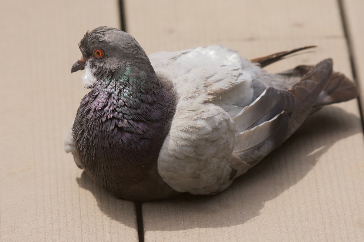 Rock Pigeon (Feral Pigeon) - ML519003071