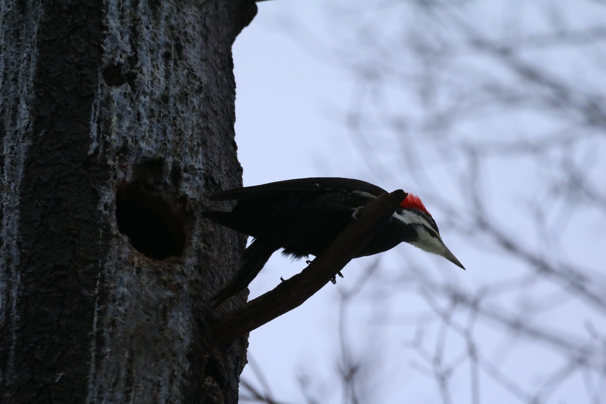 Pileated Woodpecker - ML519004051