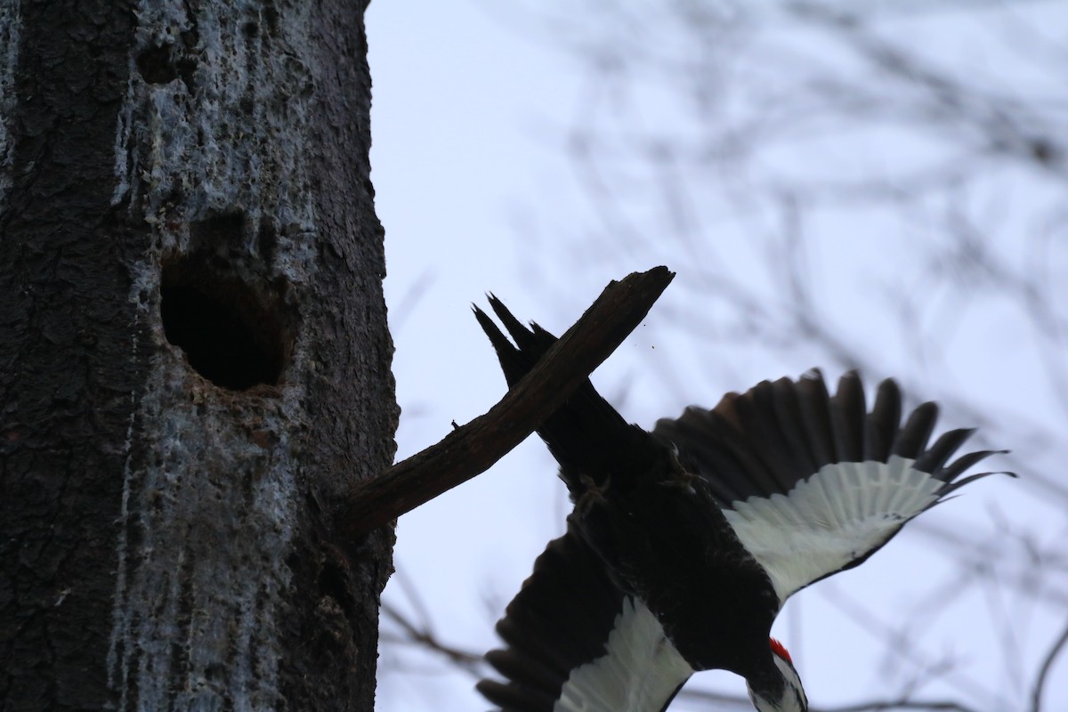 Pileated Woodpecker - ML519004071
