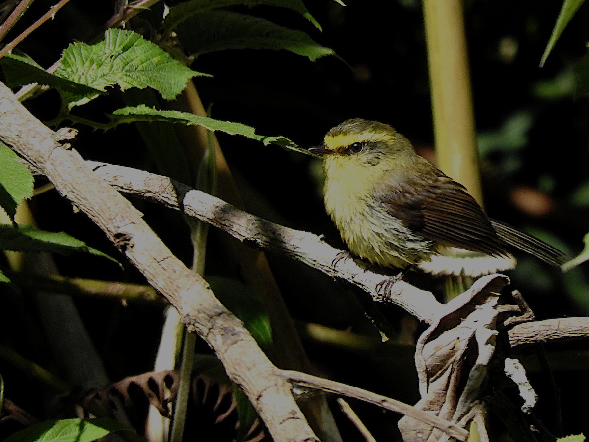 Yellow-bellied Chat-Tyrant - ML519004271