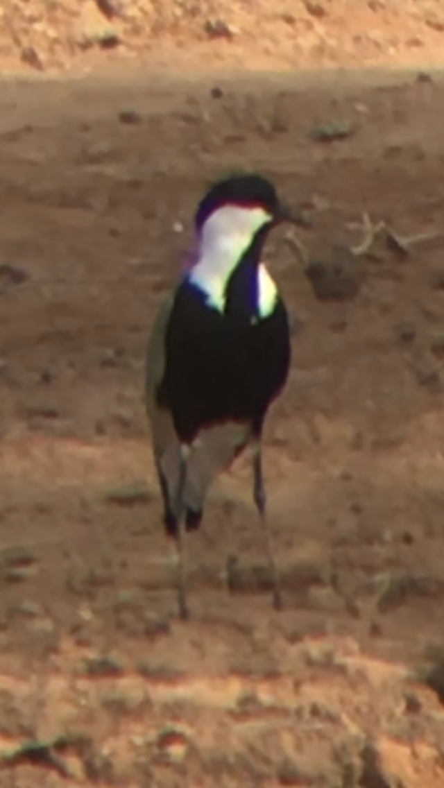 Spur-winged Lapwing - ML519006931