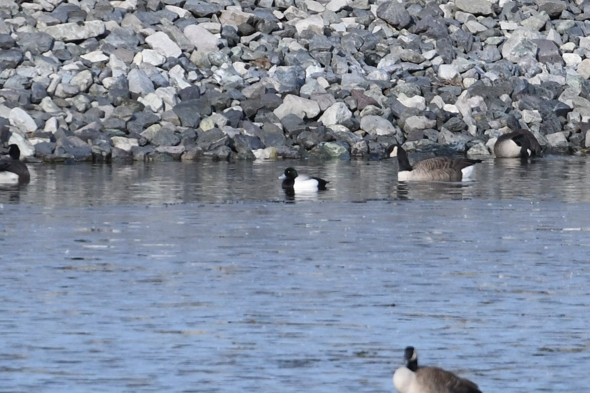 Greater Scaup - ML519008961