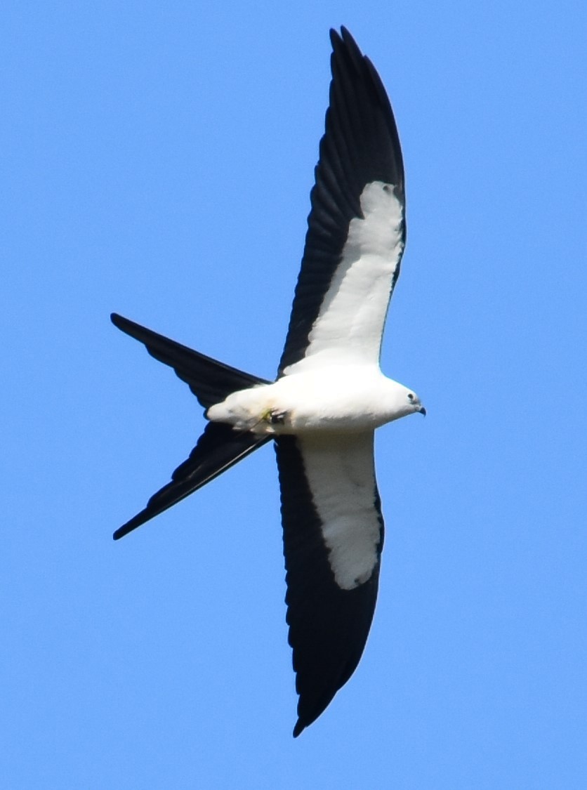 Swallow-tailed Kite - Chuck Hignite