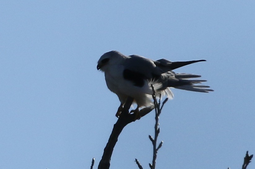 White-tailed Kite - Roger Woodruff