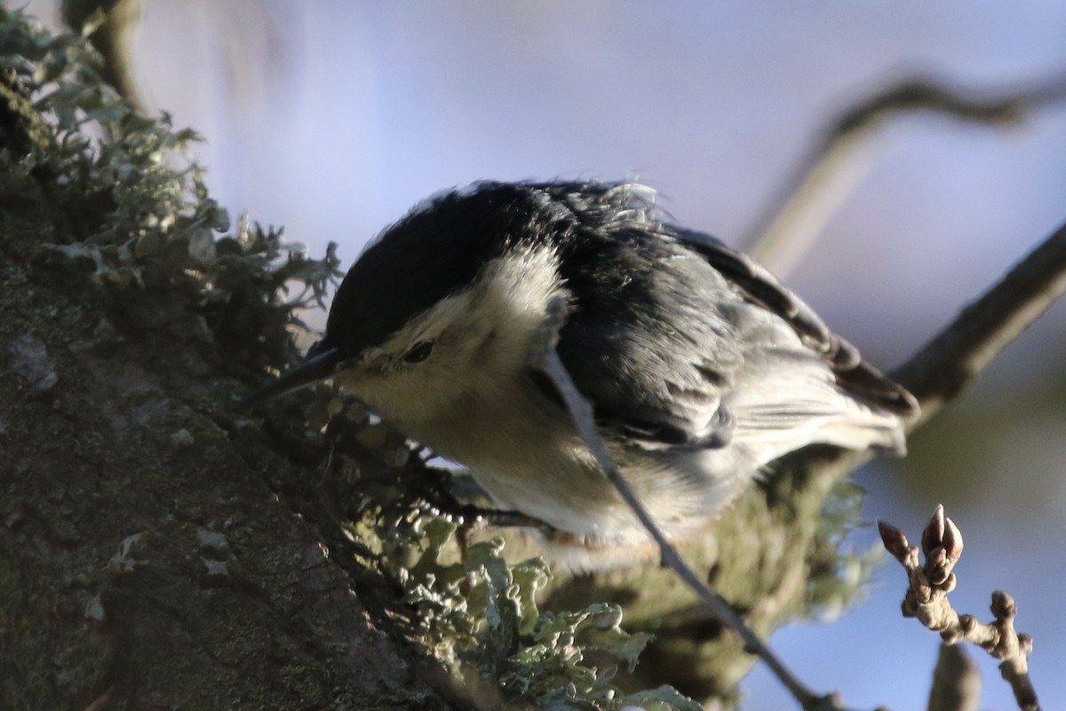 White-breasted Nuthatch - ML519013711