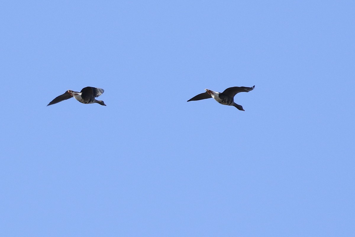 Greater White-fronted Goose - ML519014281