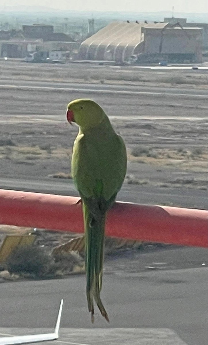 Yeşil Papağan - ML519016631