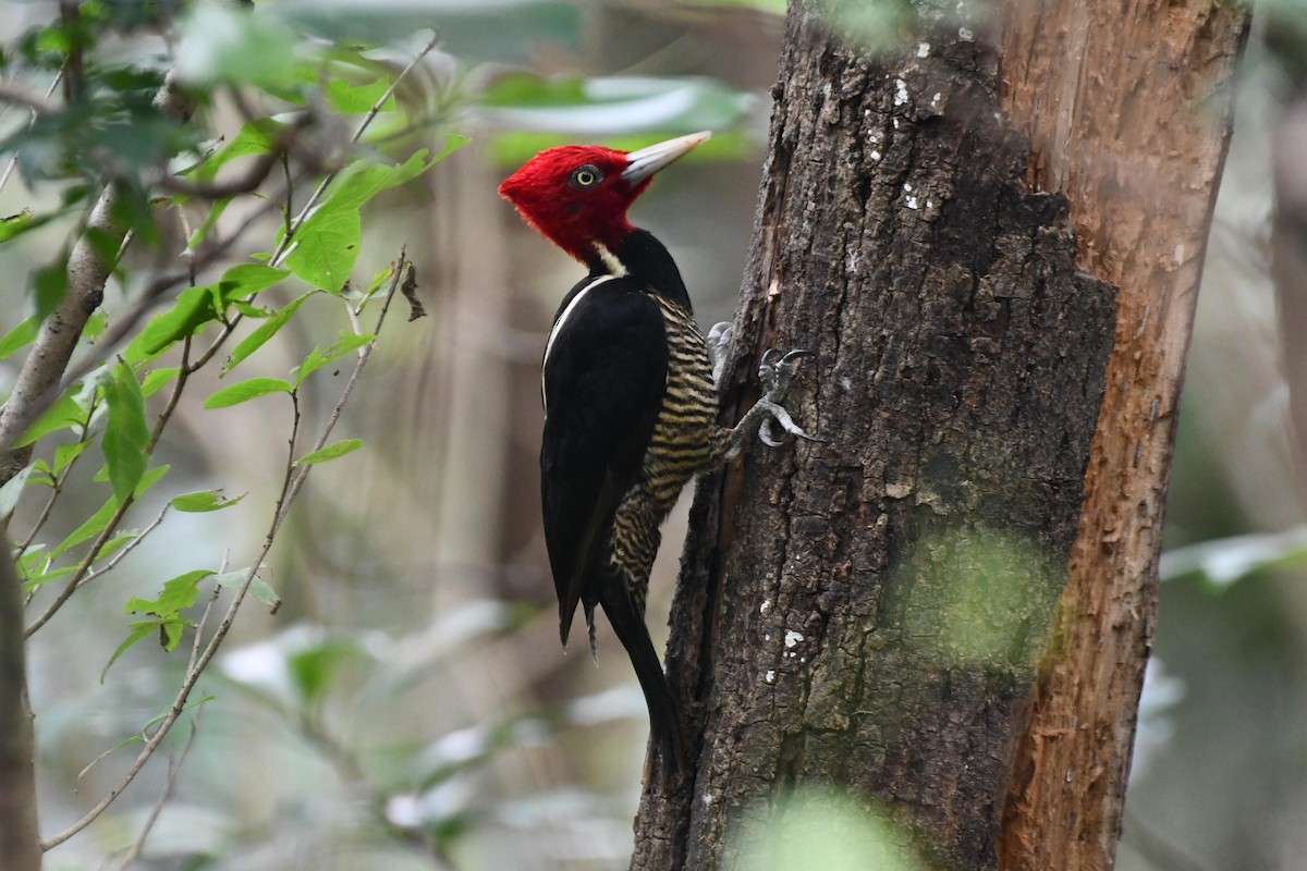 Pale-billed Woodpecker - D T