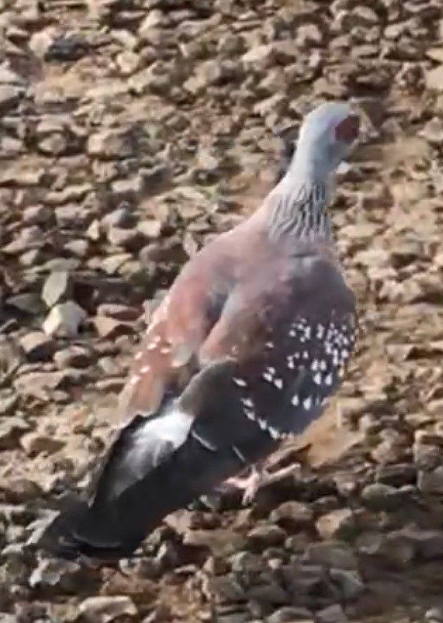 Pigeon roussard - ML519021141
