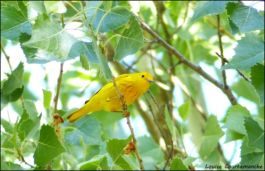 Yellow Warbler - Louise Courtemanche 🦅