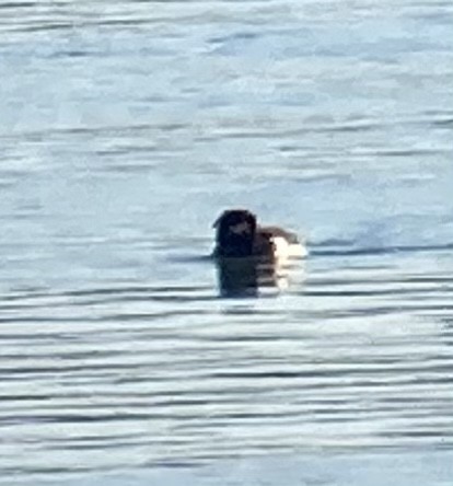 Tufted Duck - ML519024151