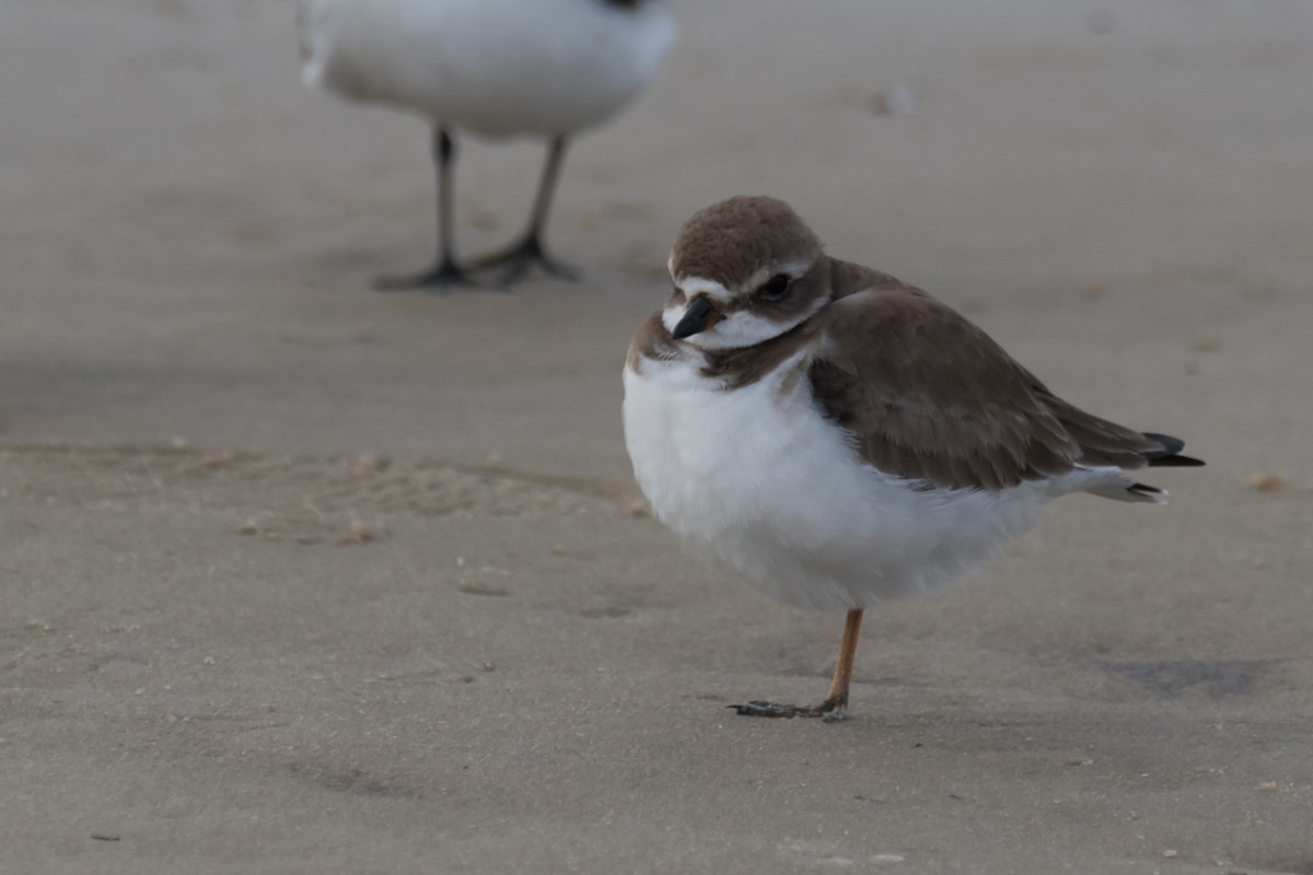 Semipalmated Plover - ML519031571