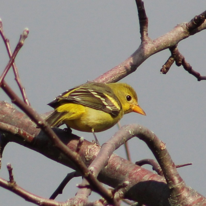 Western Tanager - ML519033091