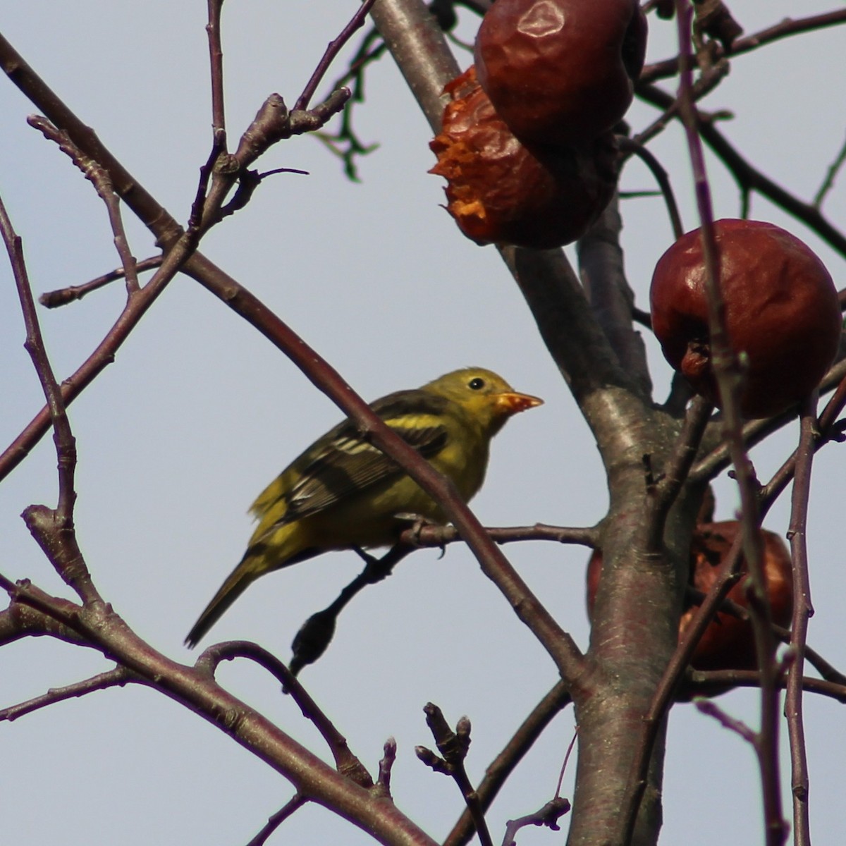 Western Tanager - ML519033231