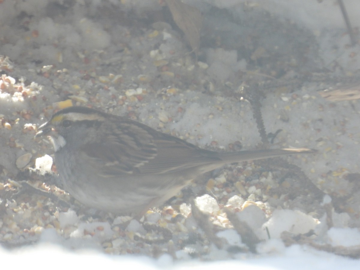 White-throated Sparrow - ML519033501