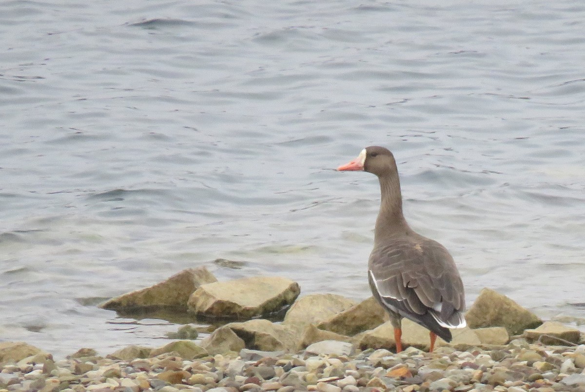 Greater White-fronted Goose - ML519034431