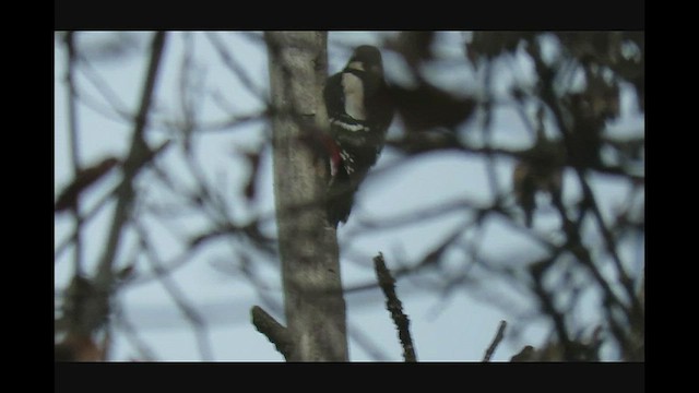 Great Spotted Woodpecker - ML519035381