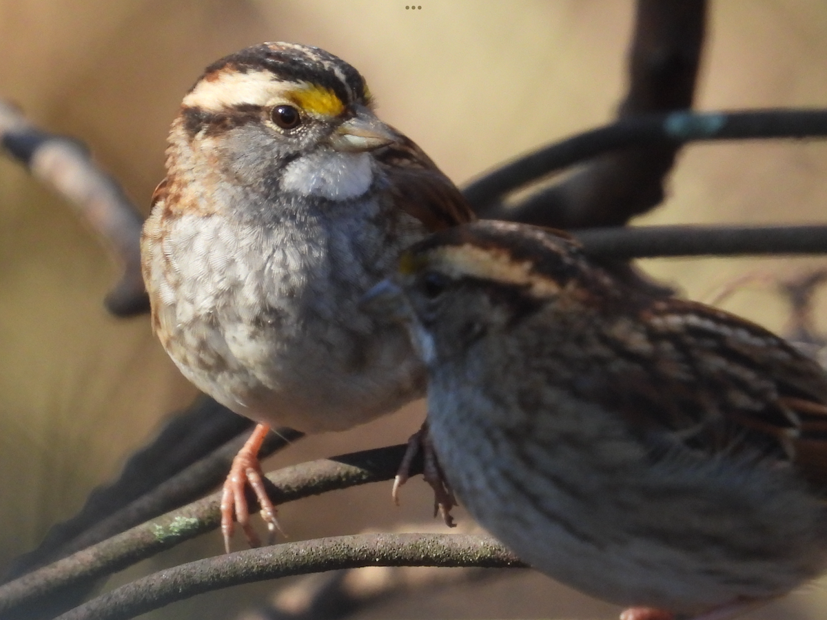 White-throated Sparrow - ML519035661