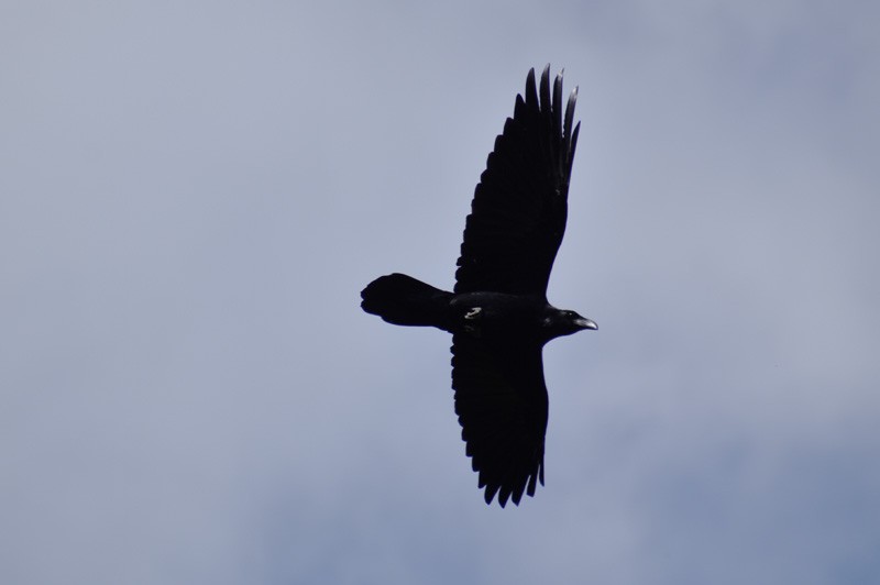 Common Raven - ML519038601