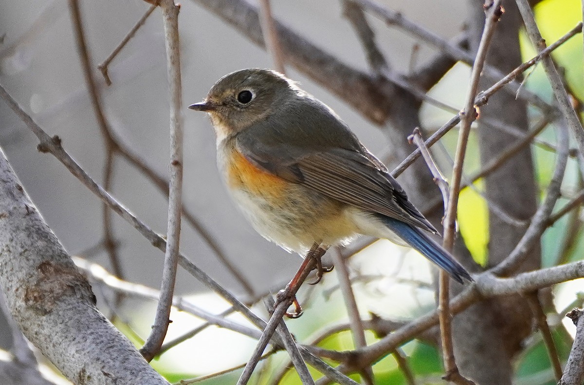 Red-flanked Bluetail - ML519040421