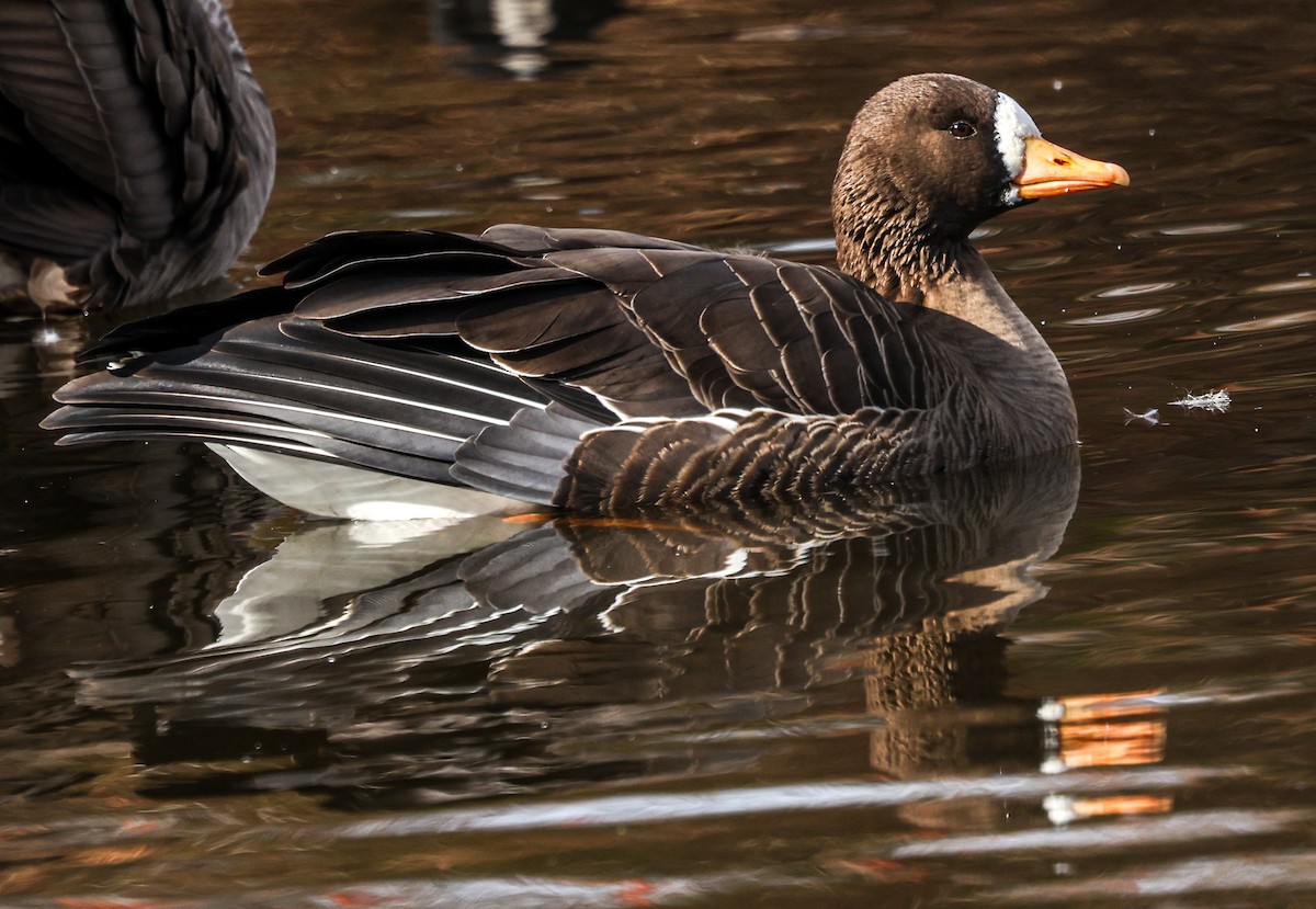 Greater White-fronted Goose - ML519041591