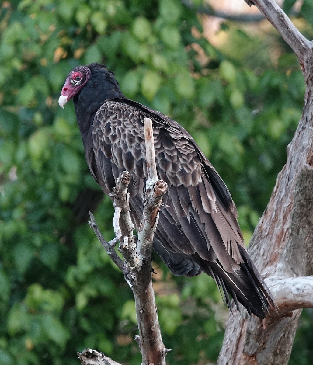 Turkey Vulture - Jane Mann