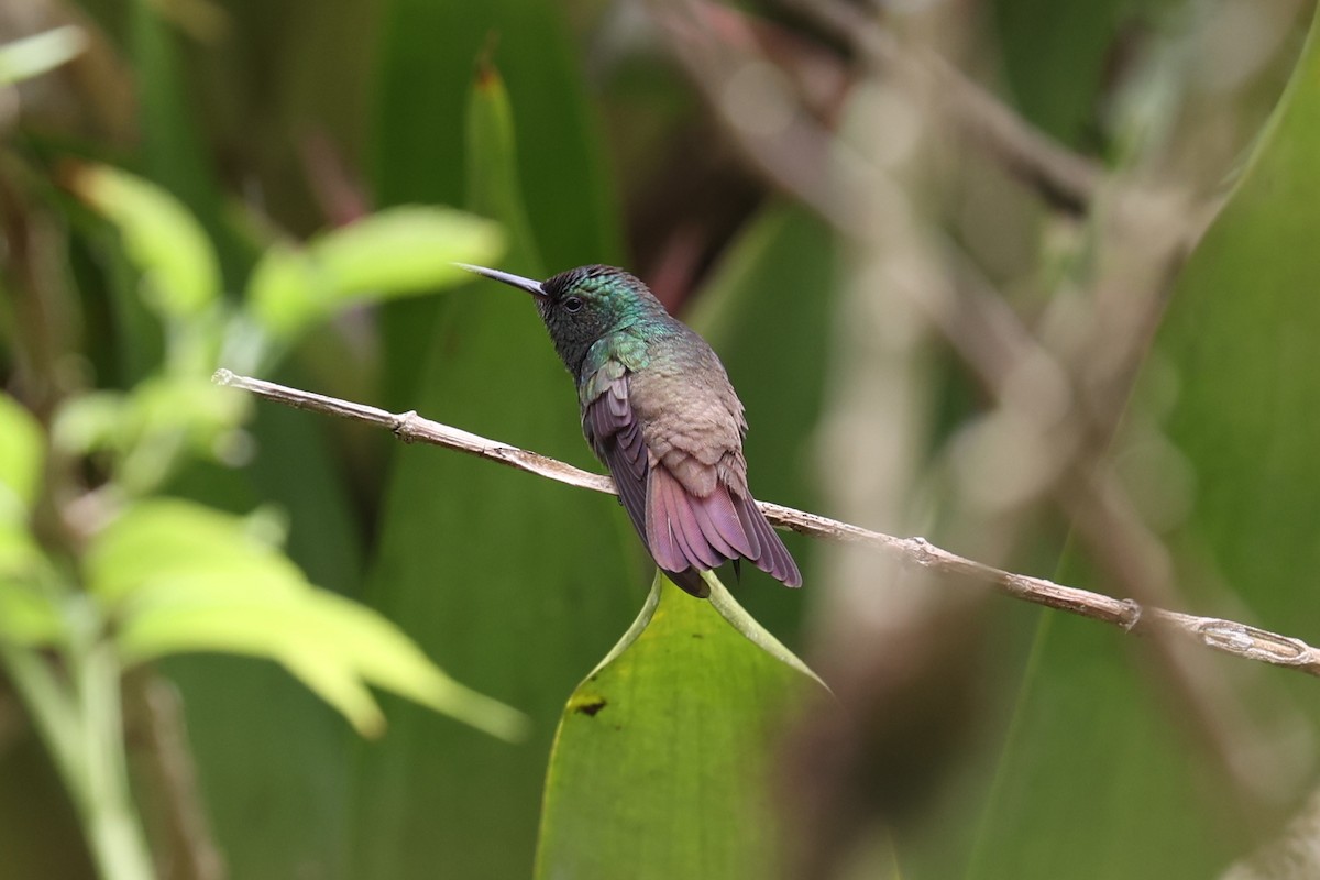 Green-bellied Hummingbird - ML519057151
