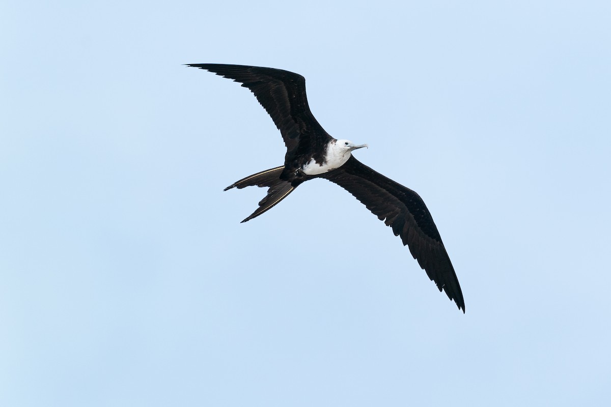 Magnificent Frigatebird - Jérémy Calvo