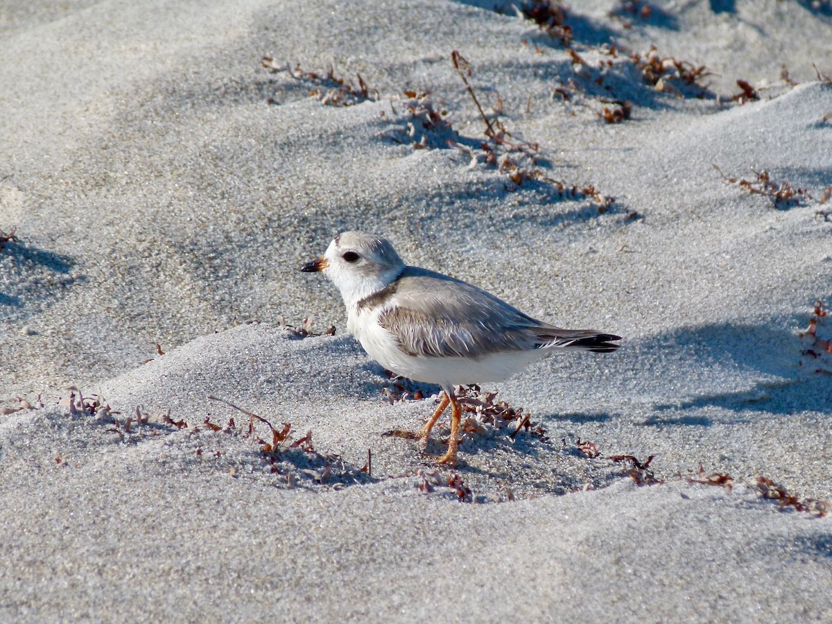 Piping Plover - ML51906001