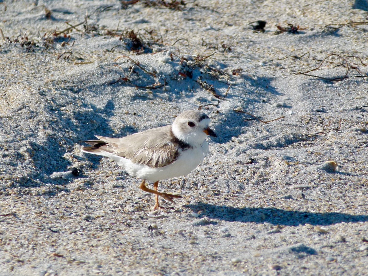 Piping Plover - ML51906011